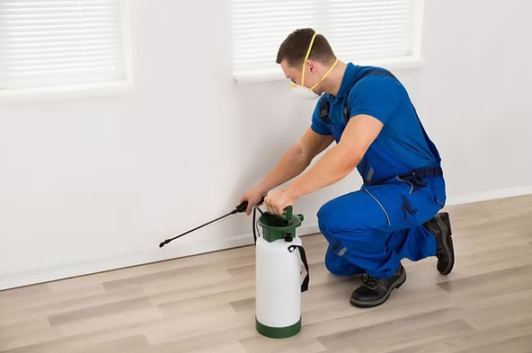 Tratamento contra cupins